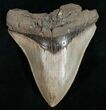 Bargain Megalodon Tooth - Sharp Serrations #10798-1